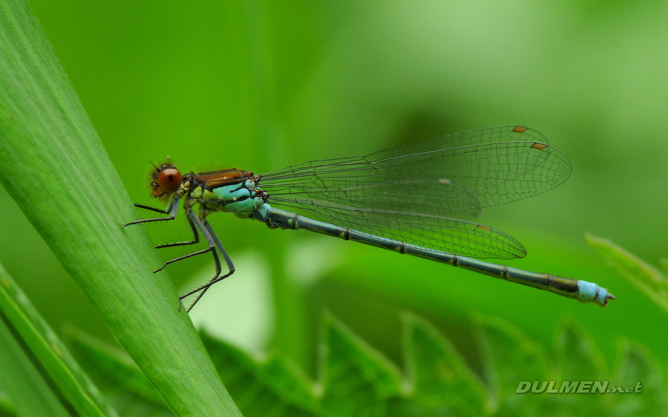 Red-eyed Damselfly (Male, Erythromma najas)